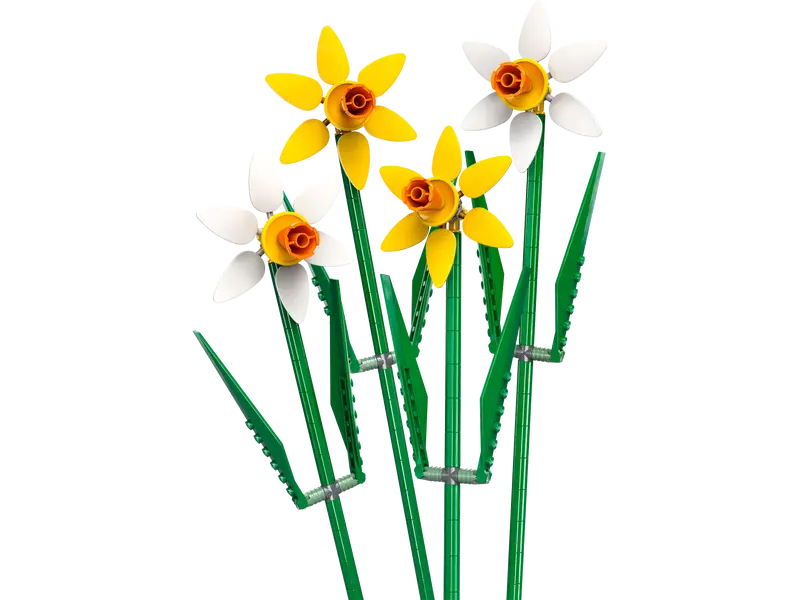 Daffodils 40747