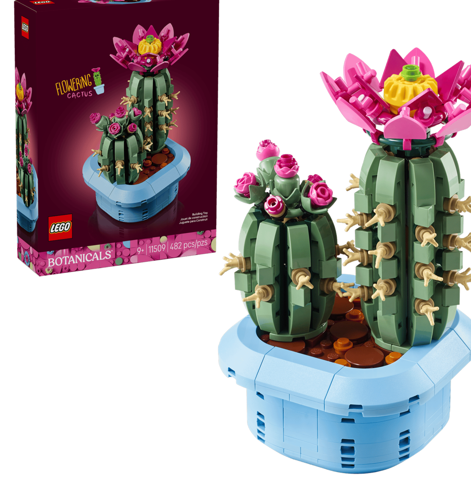 Flowering Cactus 11509