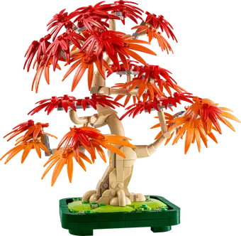 Japanese Maple Tree 10348