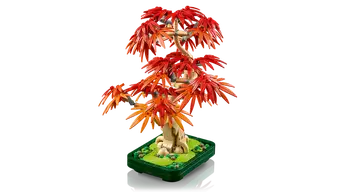 Japanese Maple Tree 10348