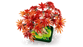 Japanese Maple Tree 10348
