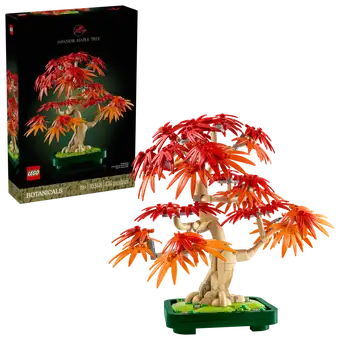 Japanese Maple Tree 10348
