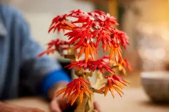 Japanese Maple Tree 10348
