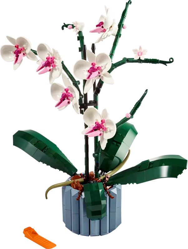 Orchid 10311
