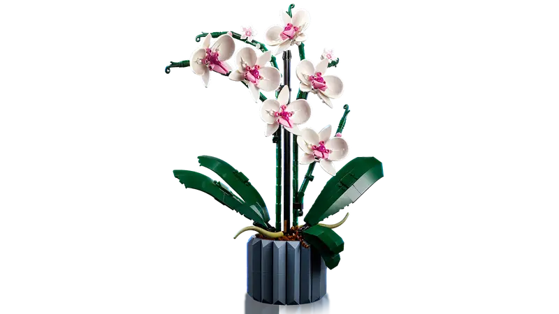 Orchid 10311