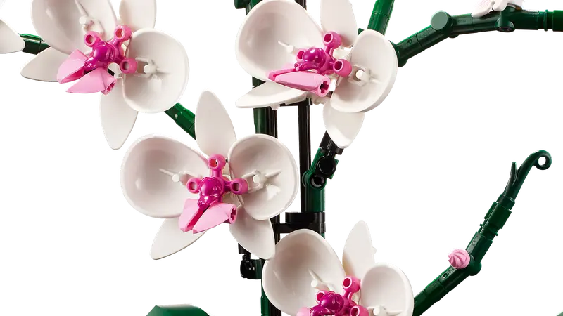 Orchid 10311