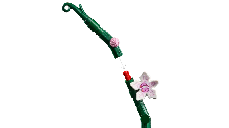 Orchid 10311