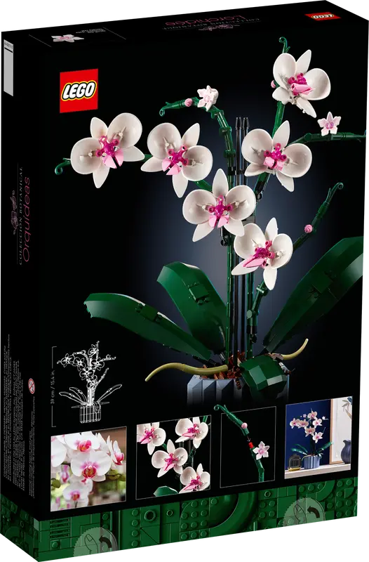 Orchid 10311