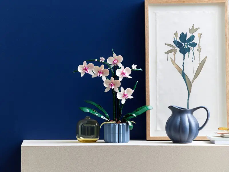 Orchid 10311