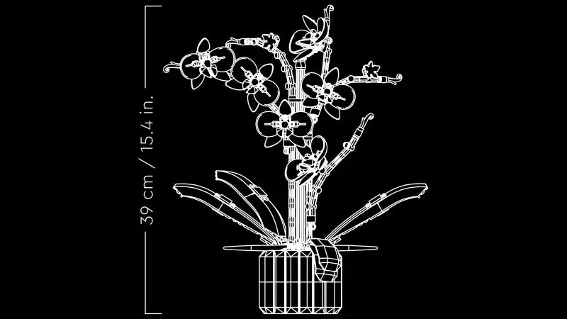 Orchid 10311