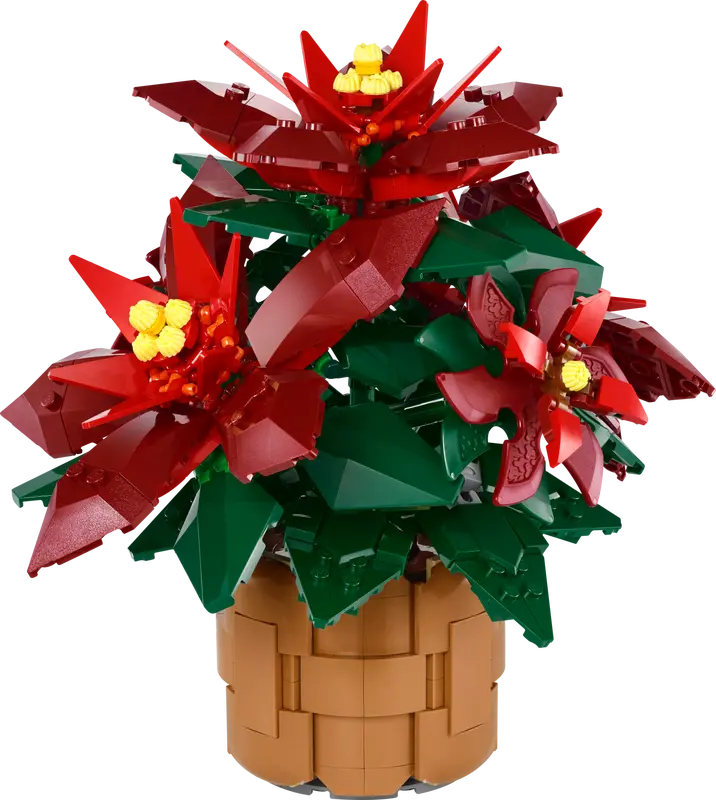 Poinsettia 10370