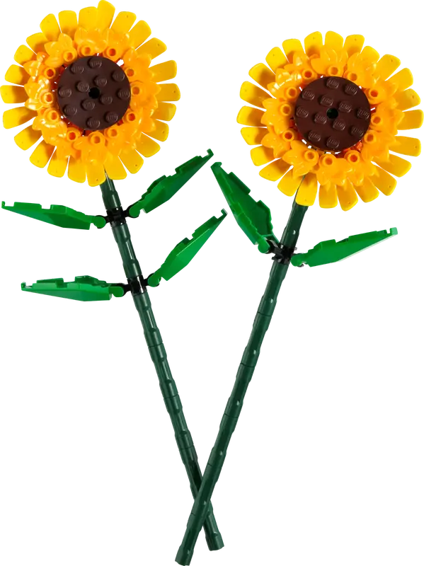 Sunflowers 40524