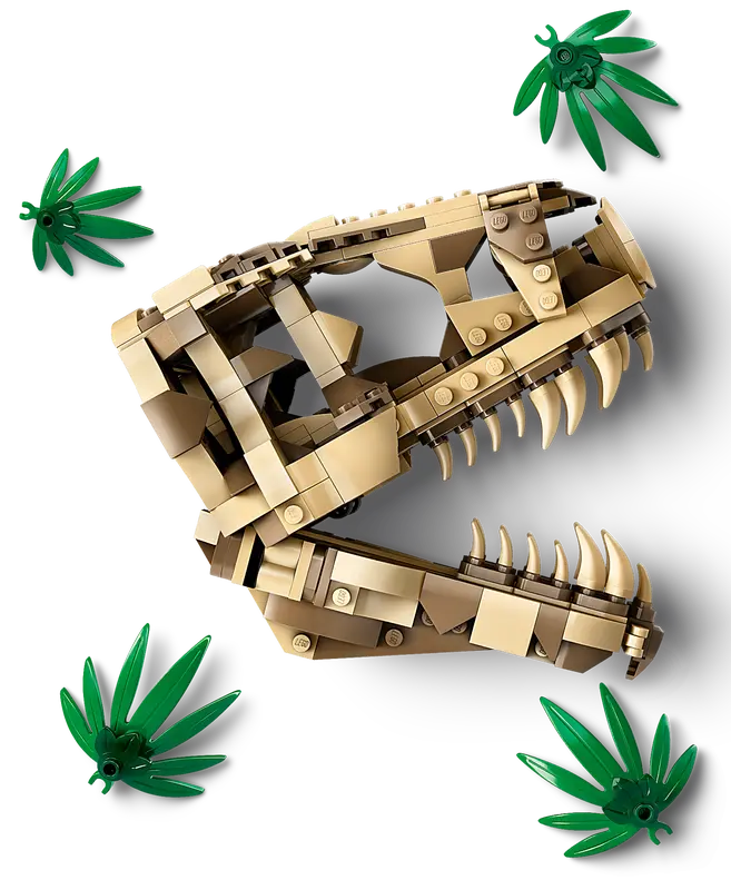 Dinosaur Fossils: T. Rex Skull 76964