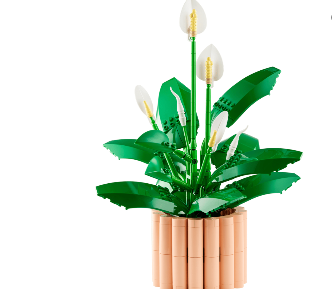Peace Lily 11504