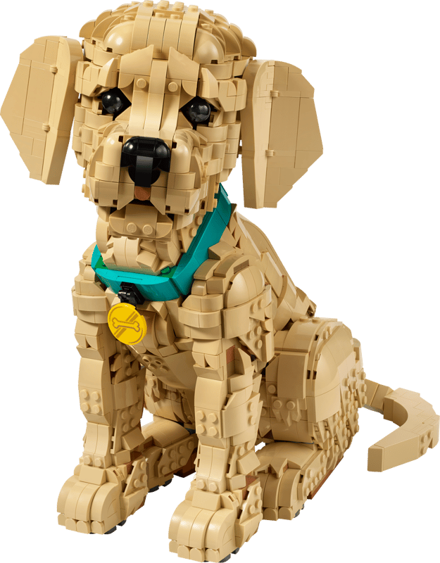 Golden Retriever Puppy 11384