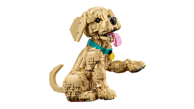 Golden Retriever Puppy 11384