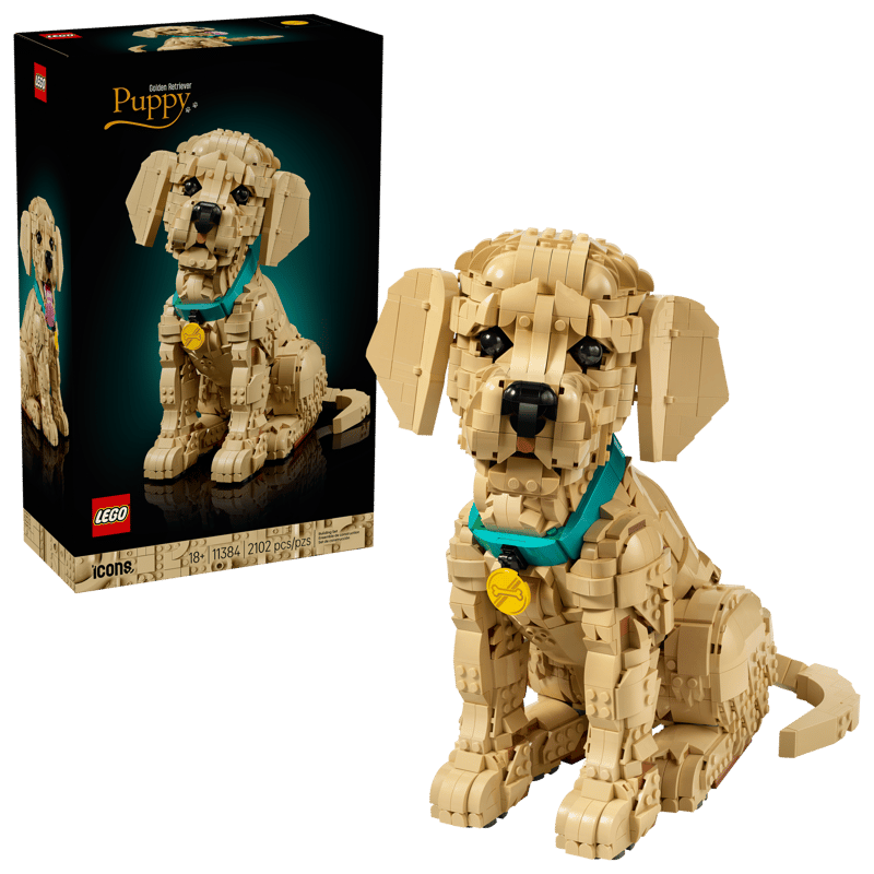 Golden Retriever Puppy 11384