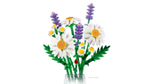 Daisies 11508
