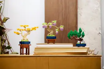 Mini Bonsai Trees 10373