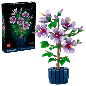 Hibiscus 10372
