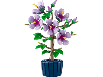 Hibiscus 10372