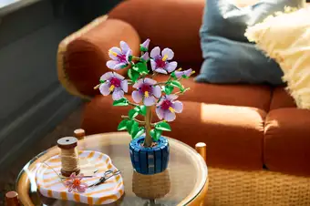 Hibiscus 10372