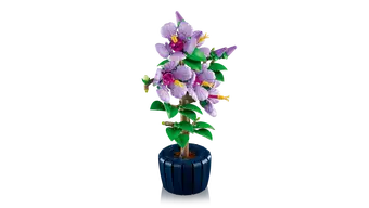 Hibiscus 10372