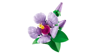 Hibiscus 10372