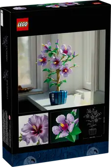 Hibiscus 10372