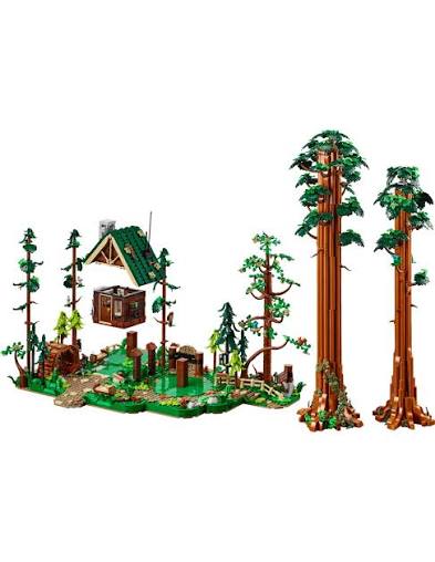 Sequoia Tree Trail 910058